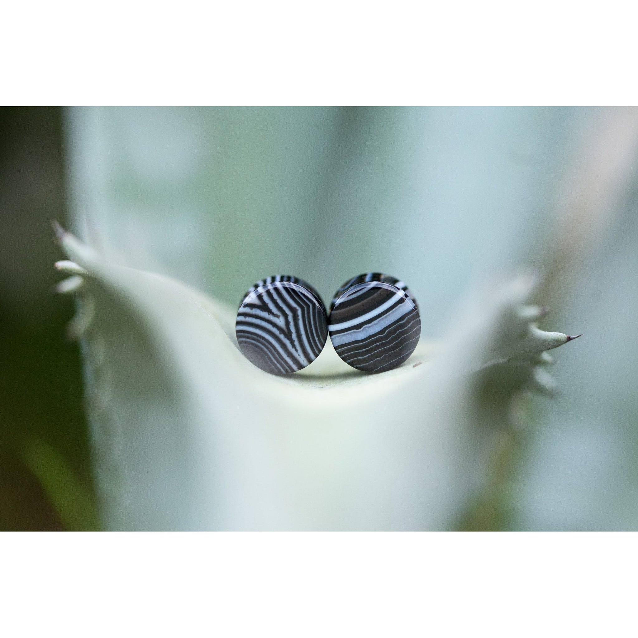 Black Striped Agate Plugs, Double Flared Pair, Organic Plugs - 70 Knots